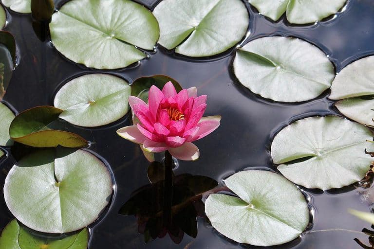 Eine Seerose im eigenen Gartenteich - das ist doch was!