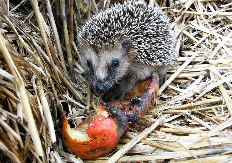 Ihren Garten vor Schädlingen schützen können Sie schon mit einem Igel