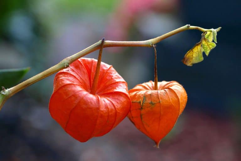 Herbstdeko - die rote Lampionblume