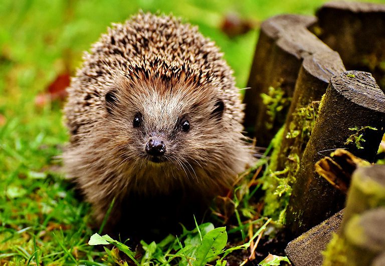 Ein noch junger Igel im Garten