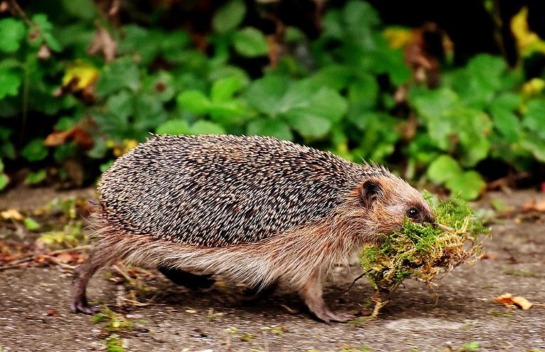 Ein pflegeleichter Naturgarten zieht Igel an.