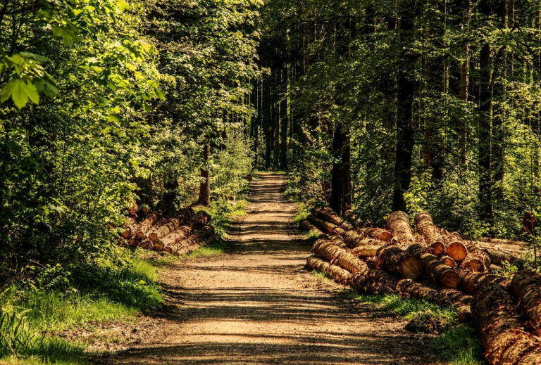 Bauen mit Holz - nachsichtig, wenn der auch der Wald geschont und wieder aufgeforstet wird.