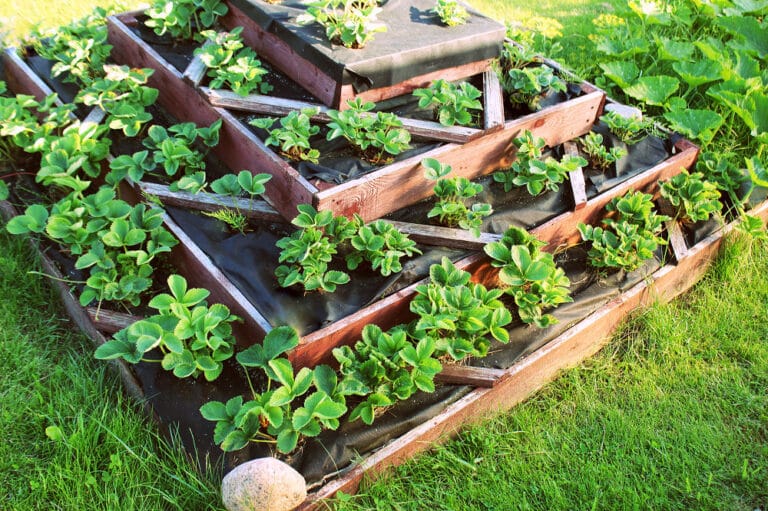 Ein Hochbeet passt besonders gut in einem kleinen Nutzgarten. Dieses hier ist ein pyramidenförmiges Terrassenbeet - mit Erdbeeren bepflanzt. Muss man natürlich selbst bauen.