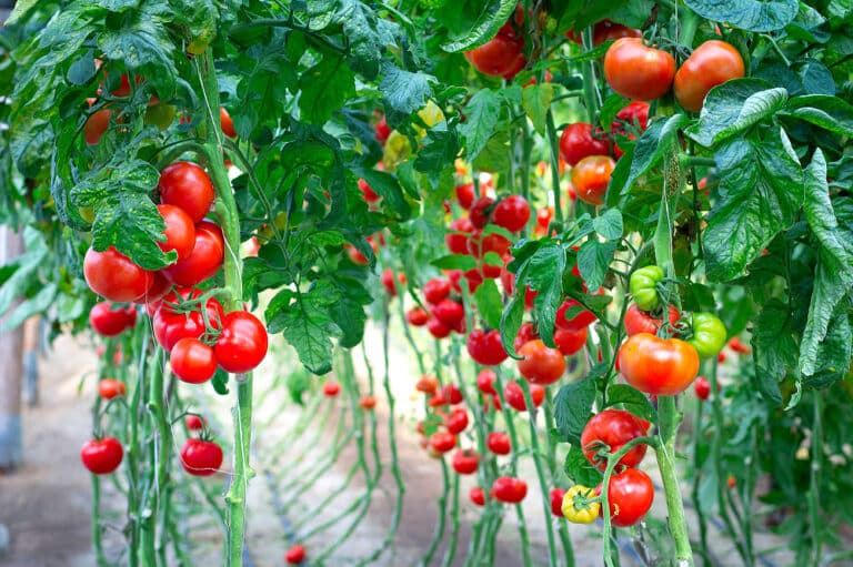 Tomaten erfolgreich anbauen ist nicht so schwer, wenn man alles gut vorbereitet hat. Am besten ist es, wenn man sie in ein Tomatenhaus setzt.