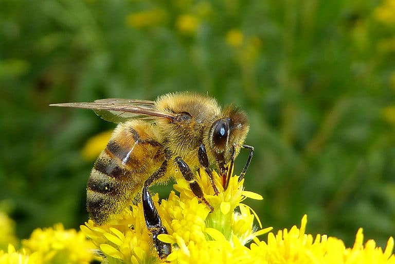 Wer ein Insektenhotel in seinen Garten baut, tut gerade Bienen und Wildbienen in der Nähe etwas Gutes.