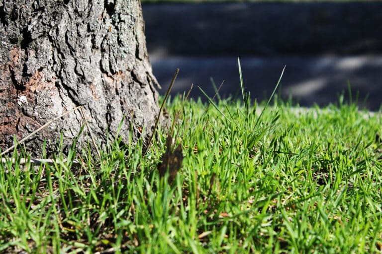 Schön grüner Rasen überall im Garten braucht das ganze Jahr hindurch die richtige Rasenpflege.