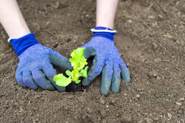 Gartenarbeit im April: Salat ins Beet auspflanzen